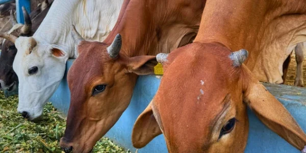 Green_Fodder-rlgav97lp36xfiwnnp5rufqjrt4u48rinnwix6mv94